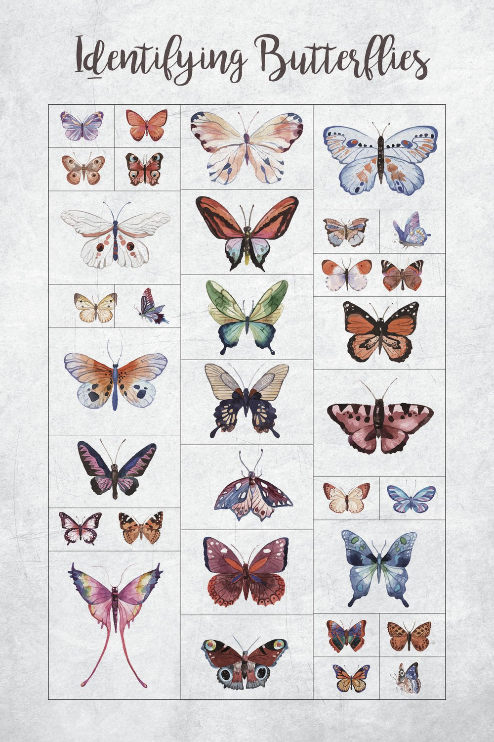 Identifying Butterflies Chart