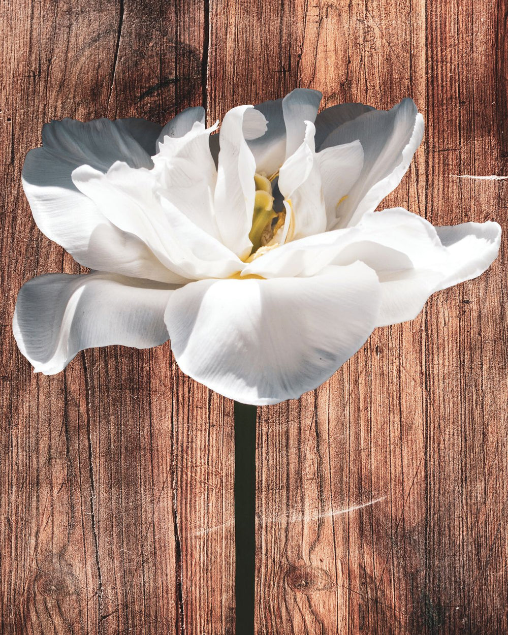 Tulip On Wood