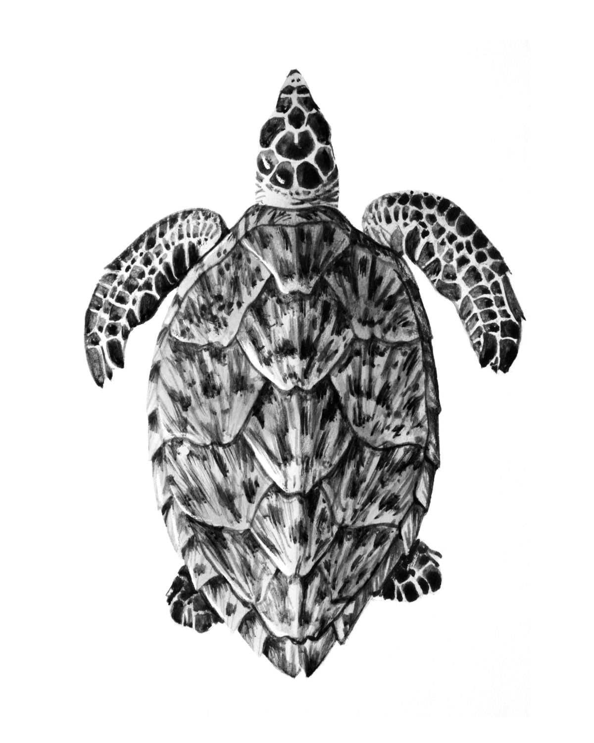 Hawksbill Turtle