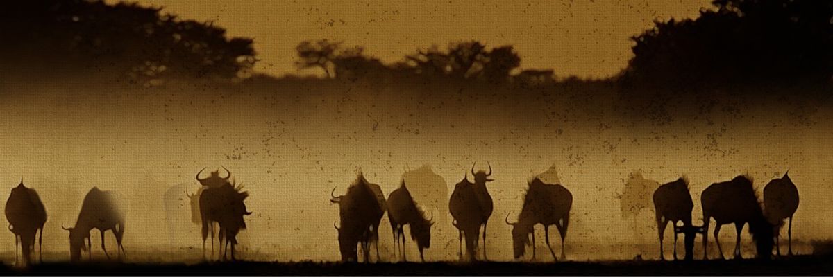 Wildebeest Silhouettes