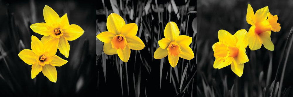 Daffodils Pop