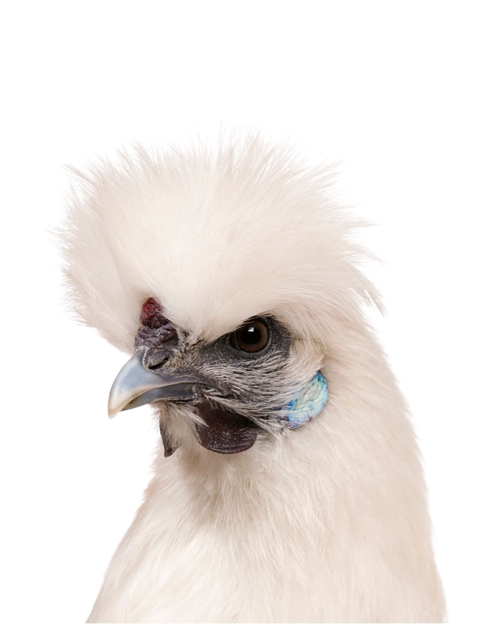 White Silkie Chicken