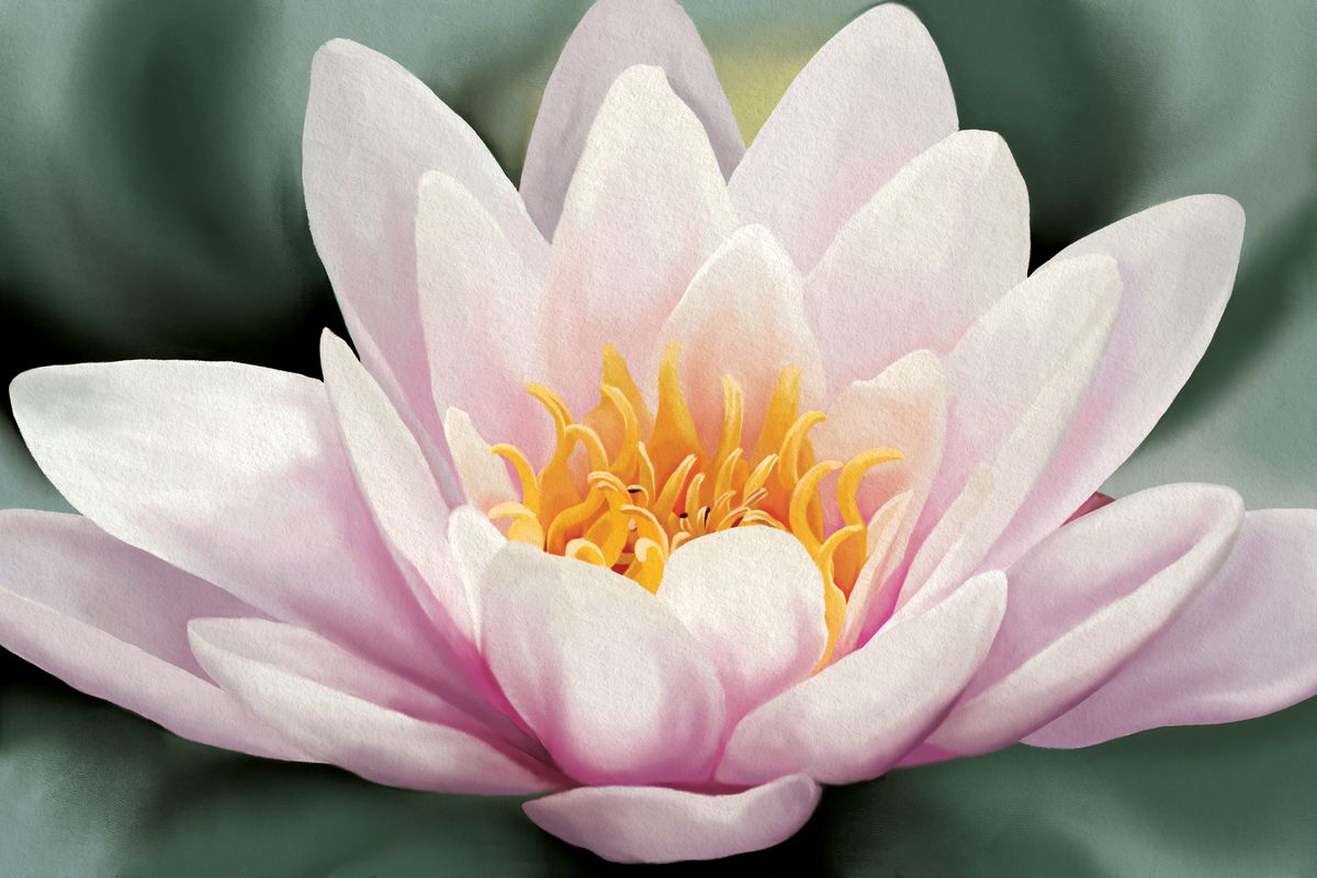 Serene Water Lily