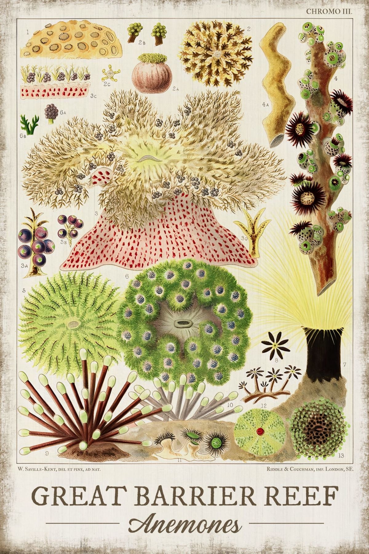 Great Barrier Reef - Anemones Wall Art