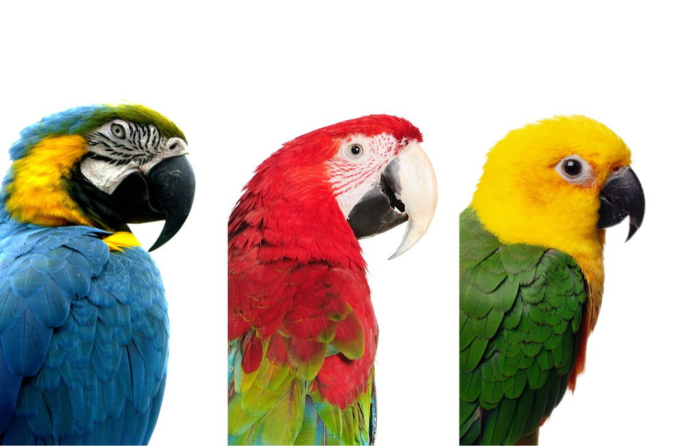 Parrot Breeds
