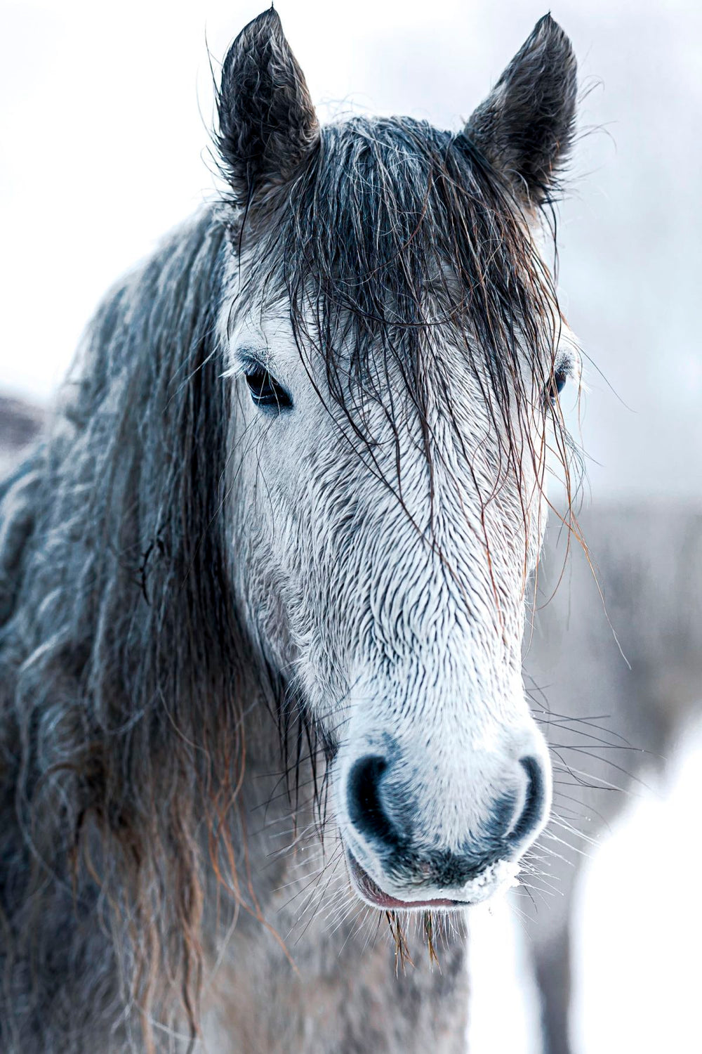 Horse Winter Portrait
