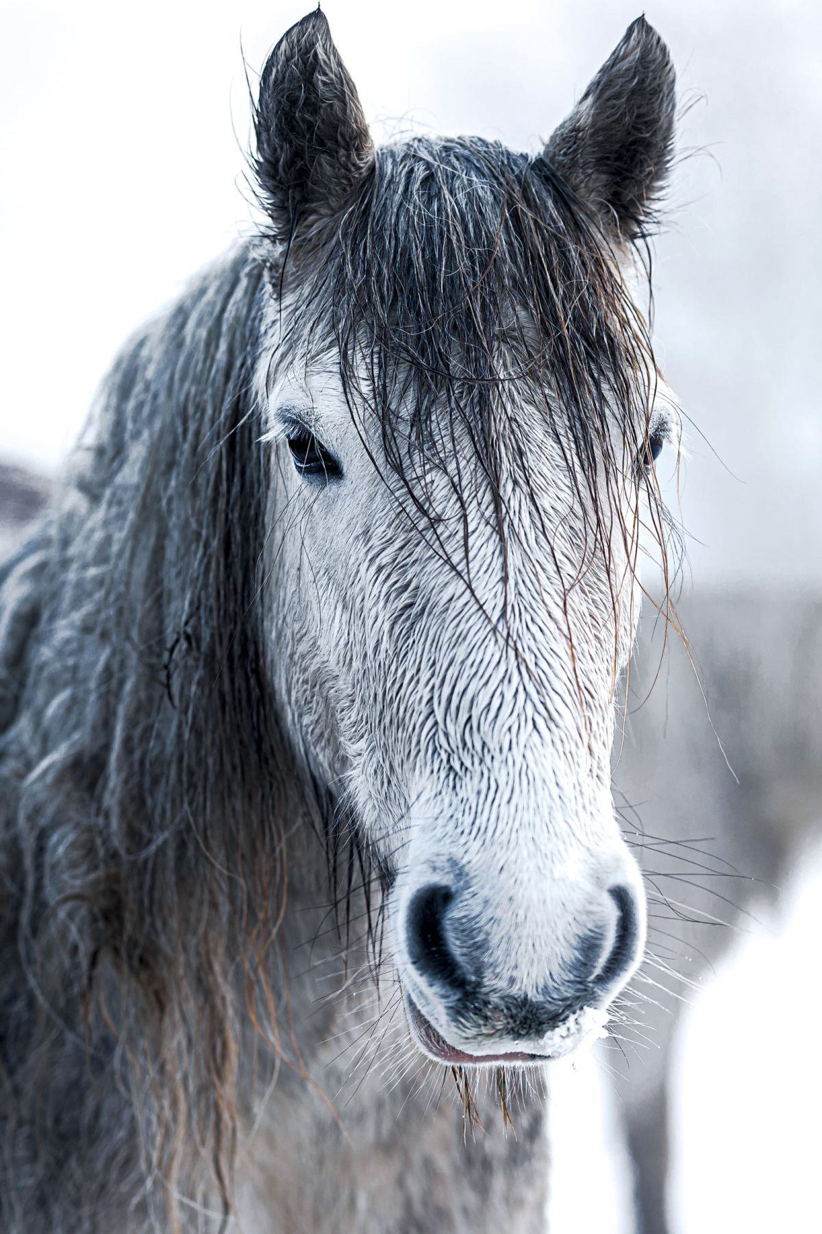 Horse Winter Portrait