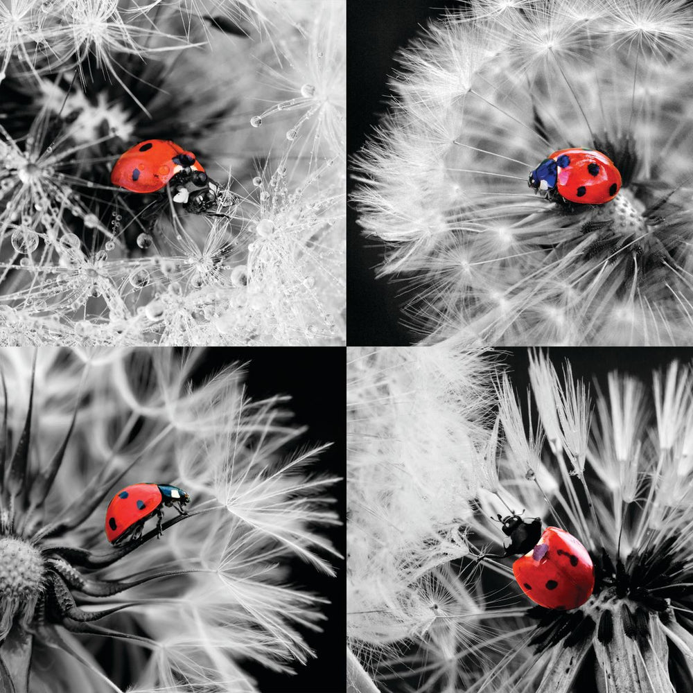 Dandelions And Lady Bugs Pop