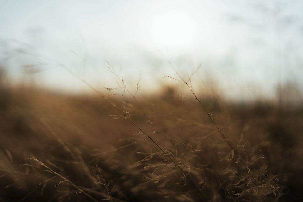 Solitude In A Warm Field