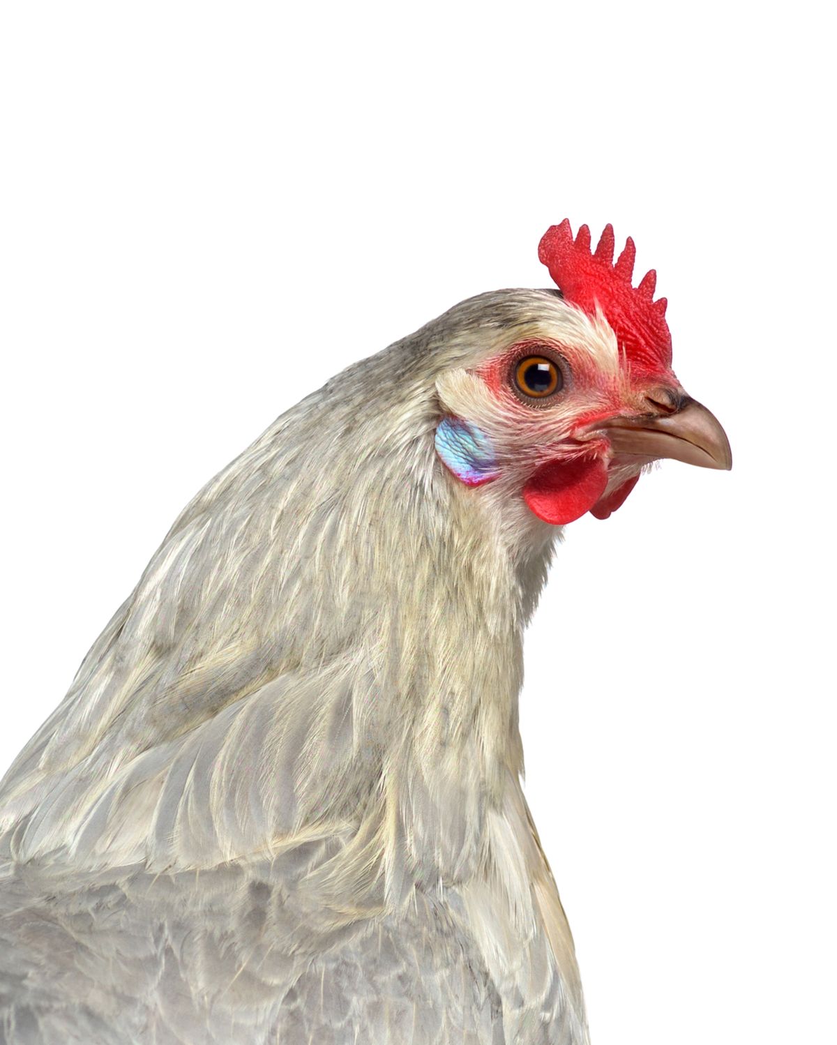 Hen Portrait