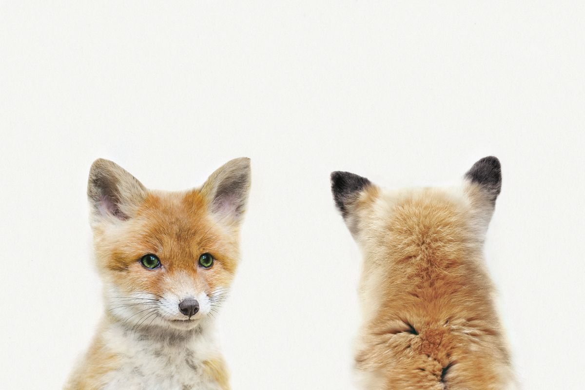 Fox Front And Back Portrait