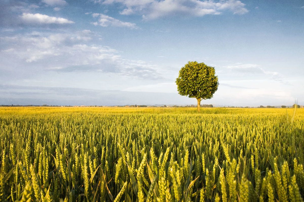 A Calm Field View