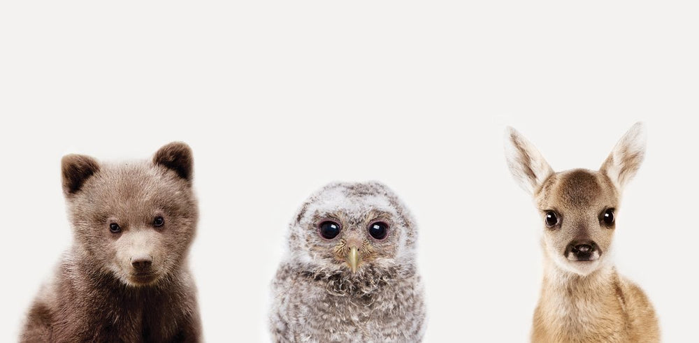 Young Owl And Friends