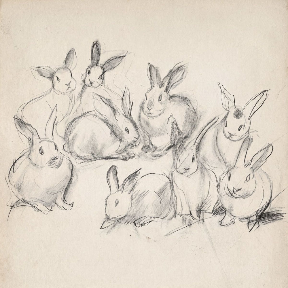 Artistic Rabbit Study Pencil Sketches