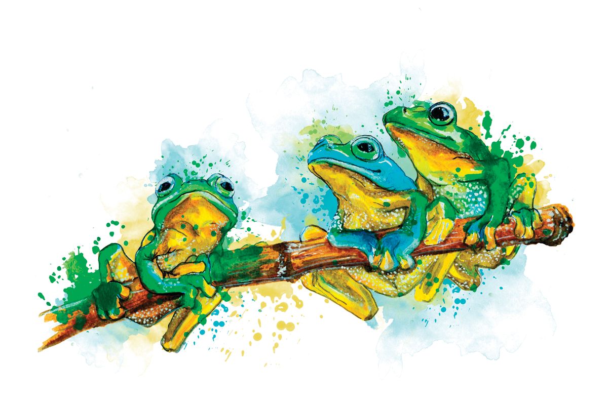 Tree Frog Group Splash