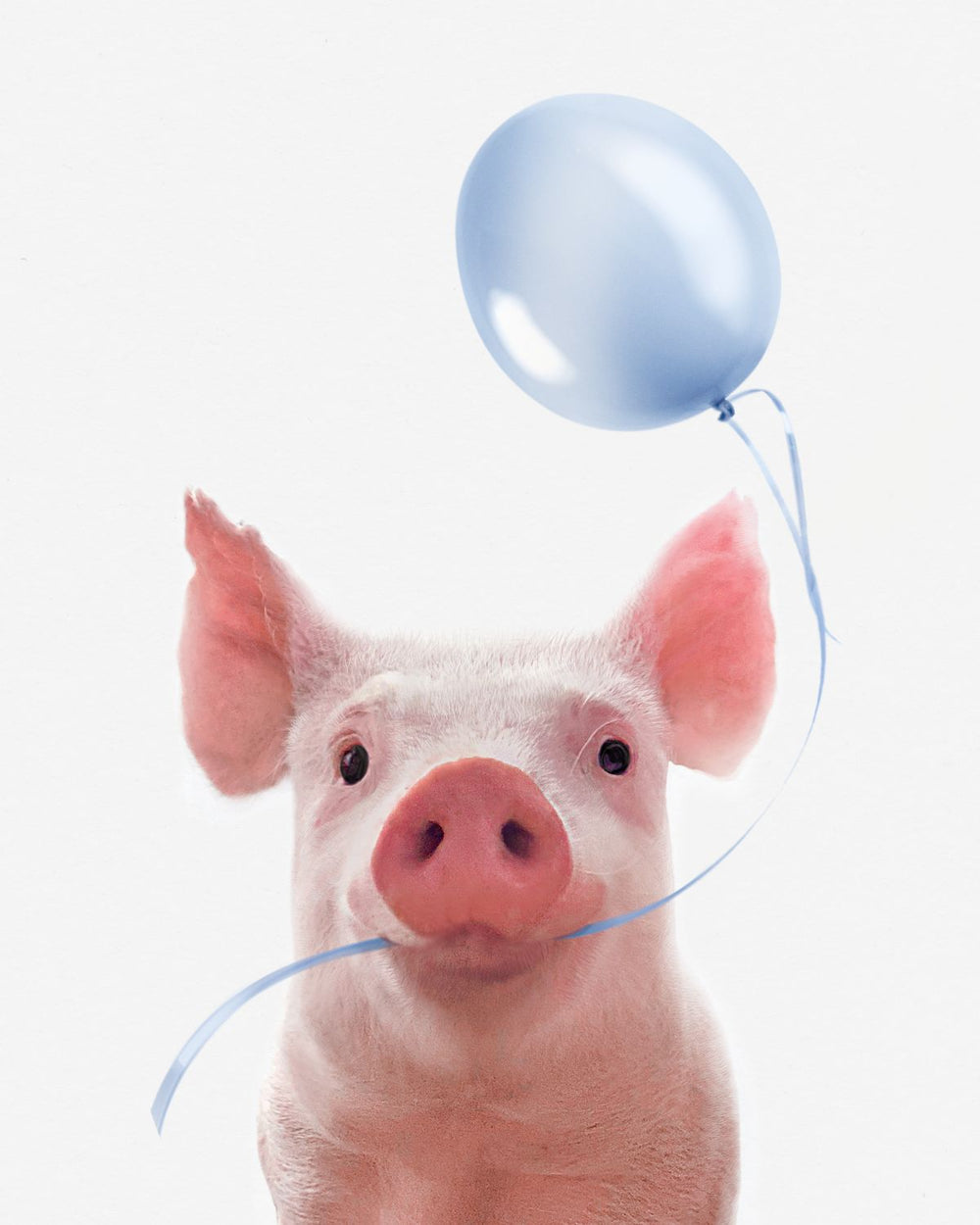 Pig And Blue Balloon