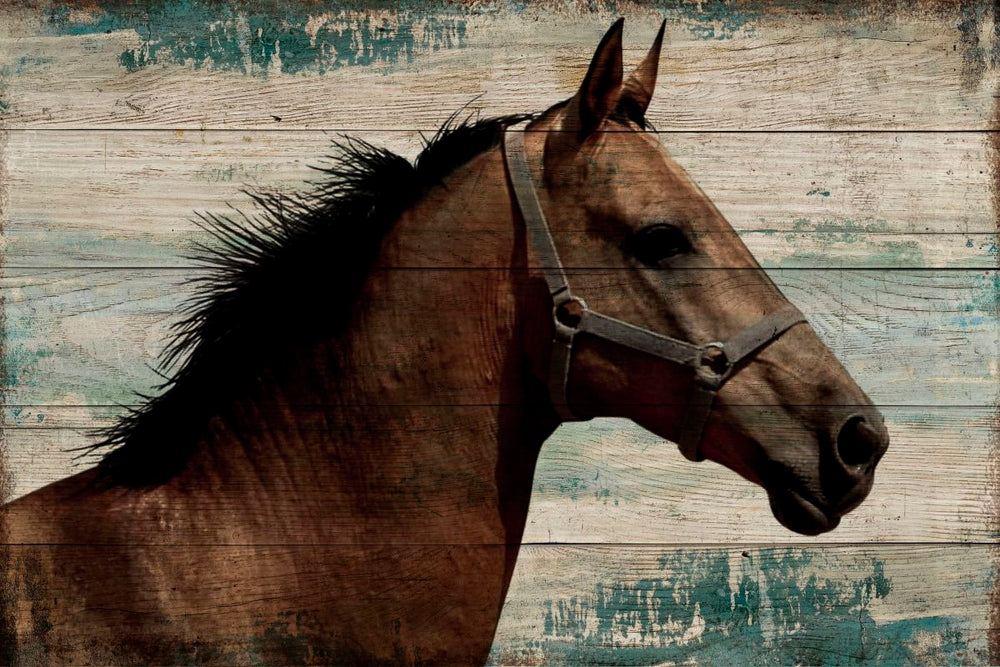 Horse In Bridle