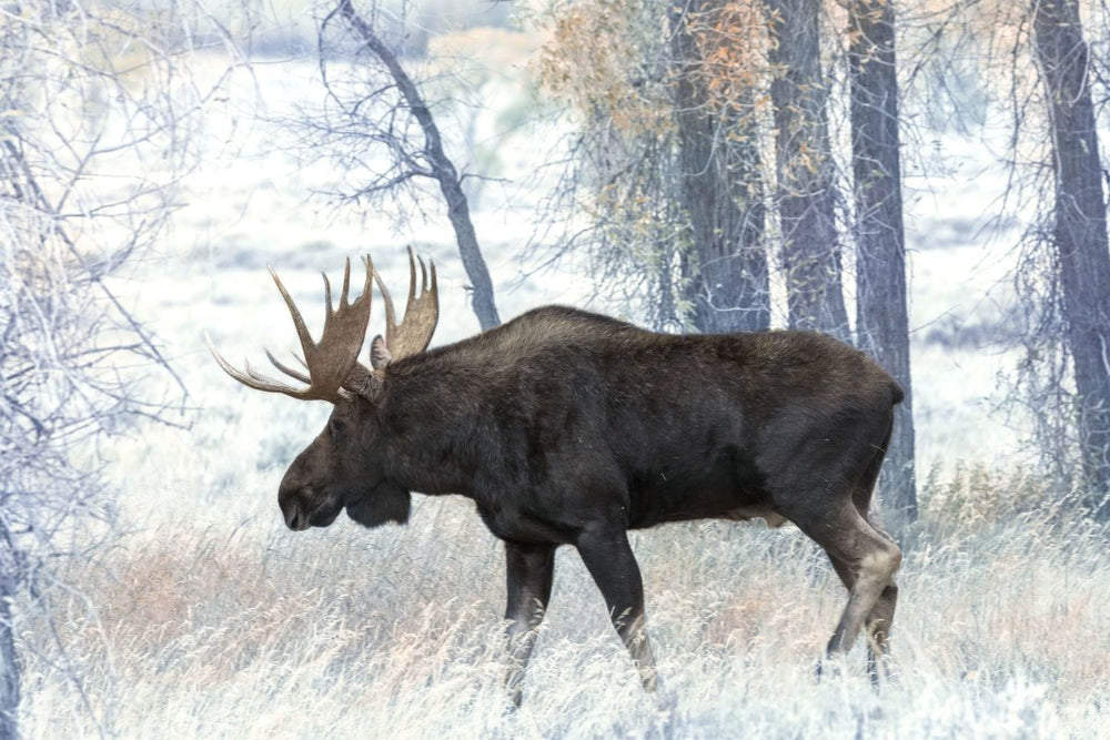 Alaska-Yukon