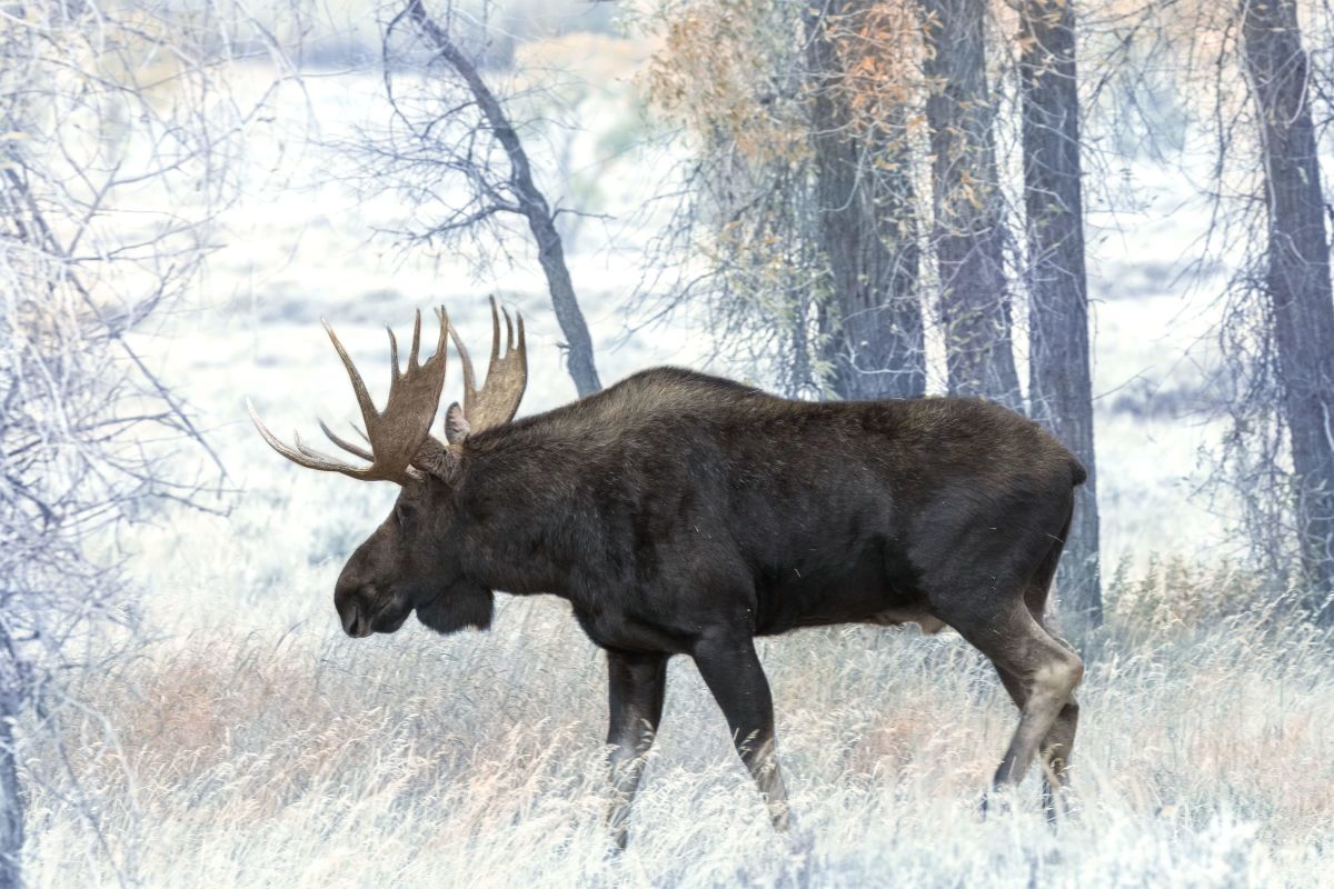 Alaska-Yukon