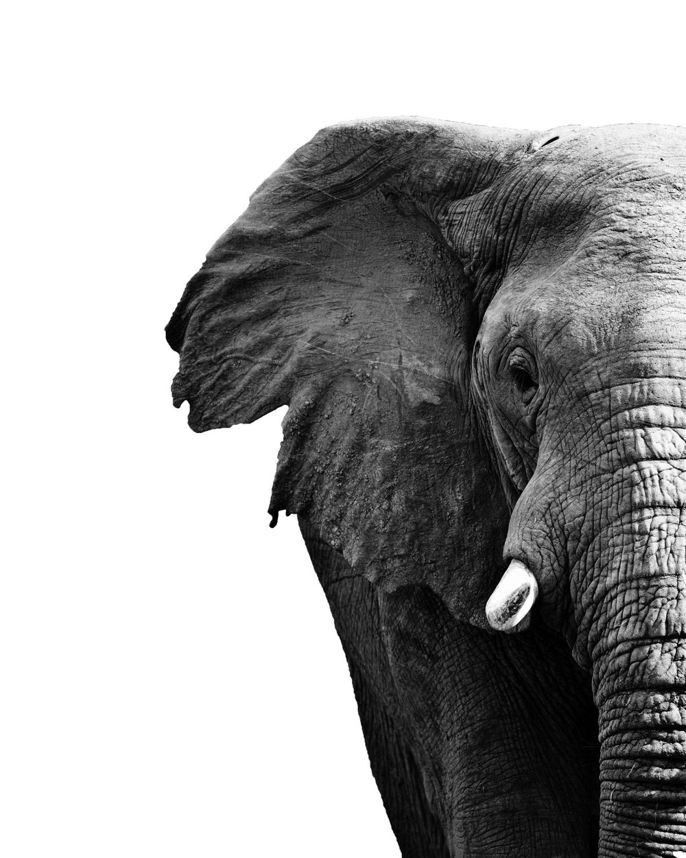 Wrinkled African Elephant