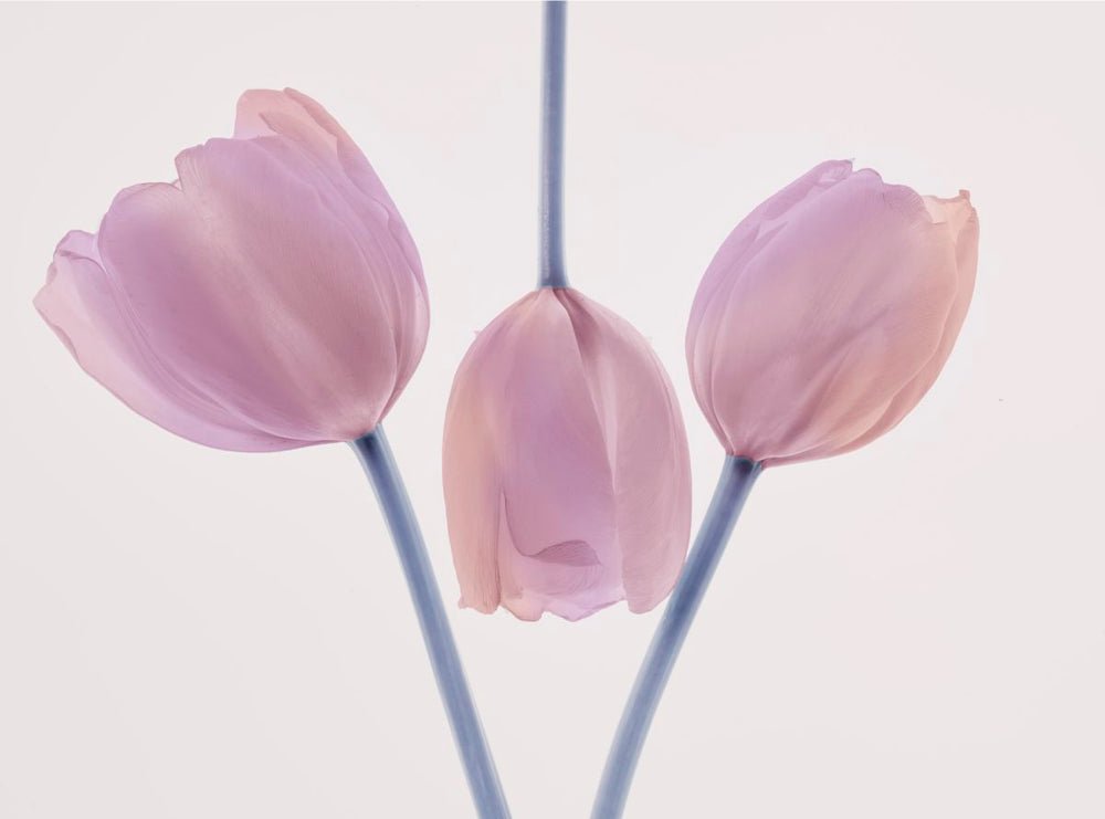 Trio Tulip