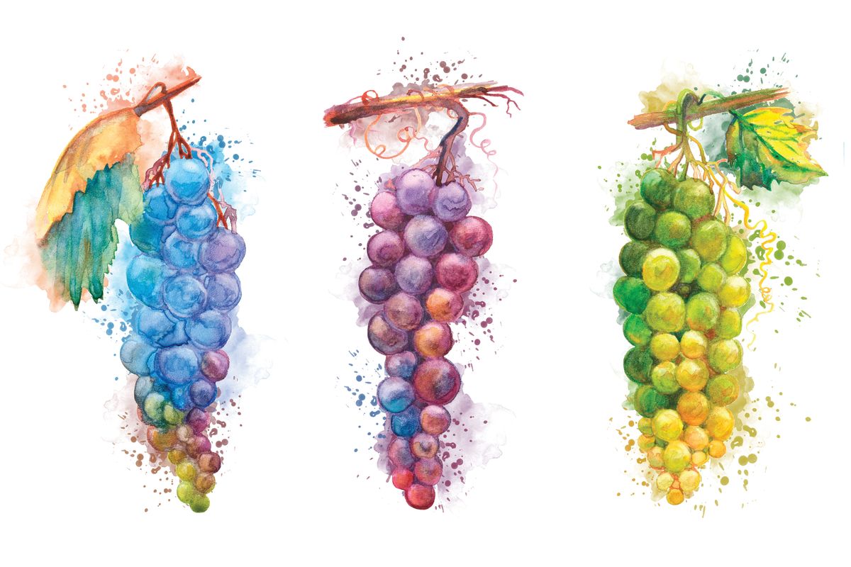 Grape Variety Splatter