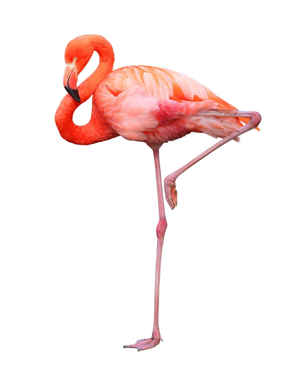 Flamingo One Leg Stand