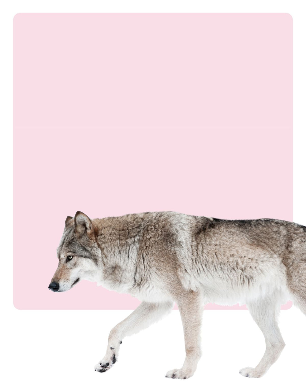 Arctic Lone Wolf