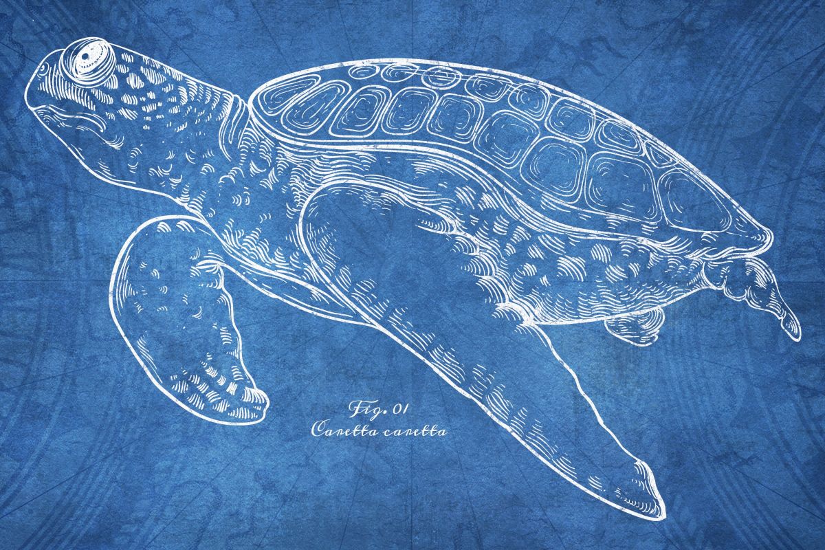 Caretta Caretta On Blue