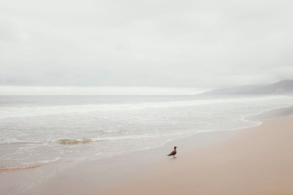 Tide Meets Bird