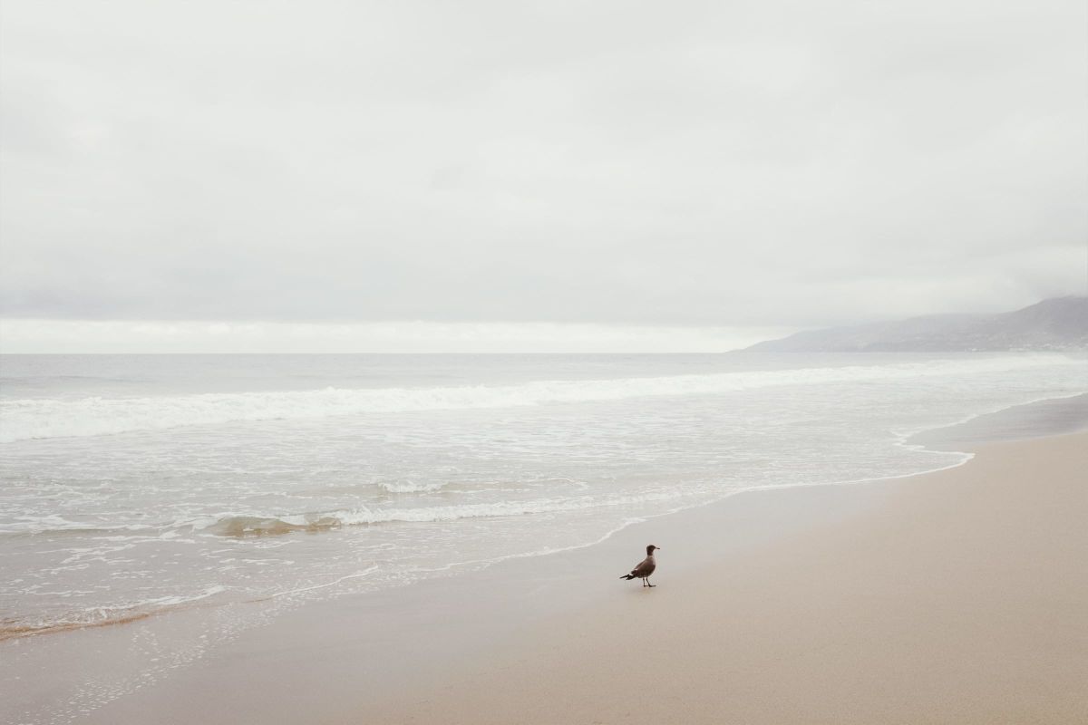 Tide Meets Bird