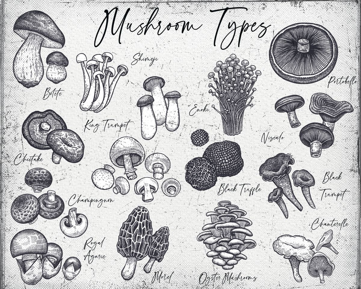 Mushroom Types Chart Pineapple Licensing