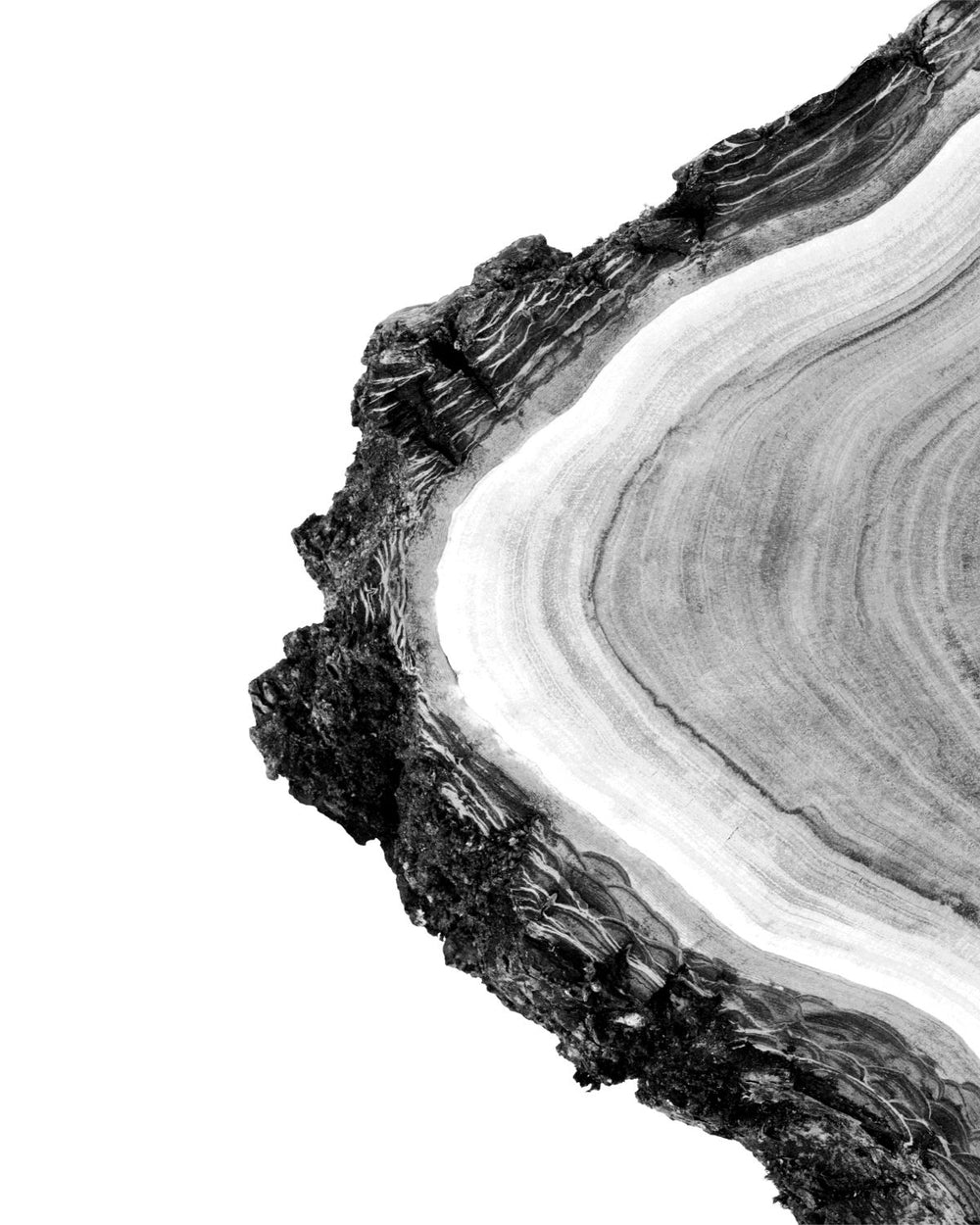 Tree Cross Section