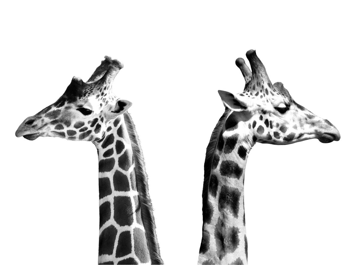 Giraffe Opposition