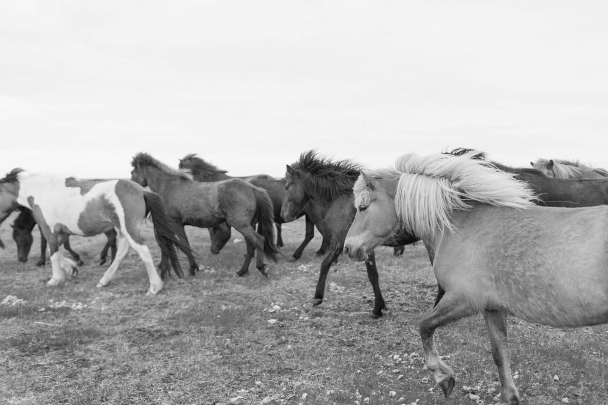 Icelandic Horses In Motion