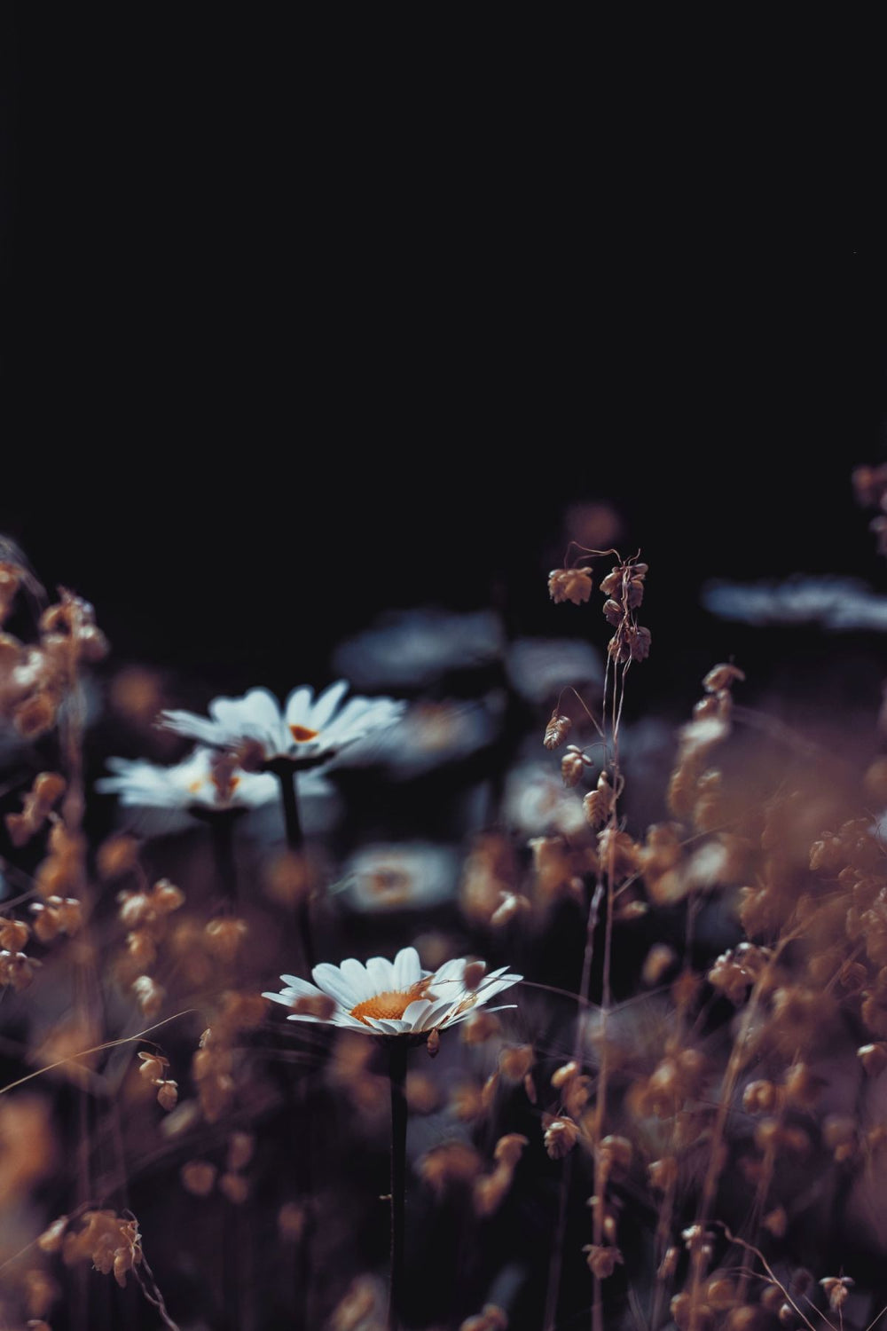 Common English Daisy