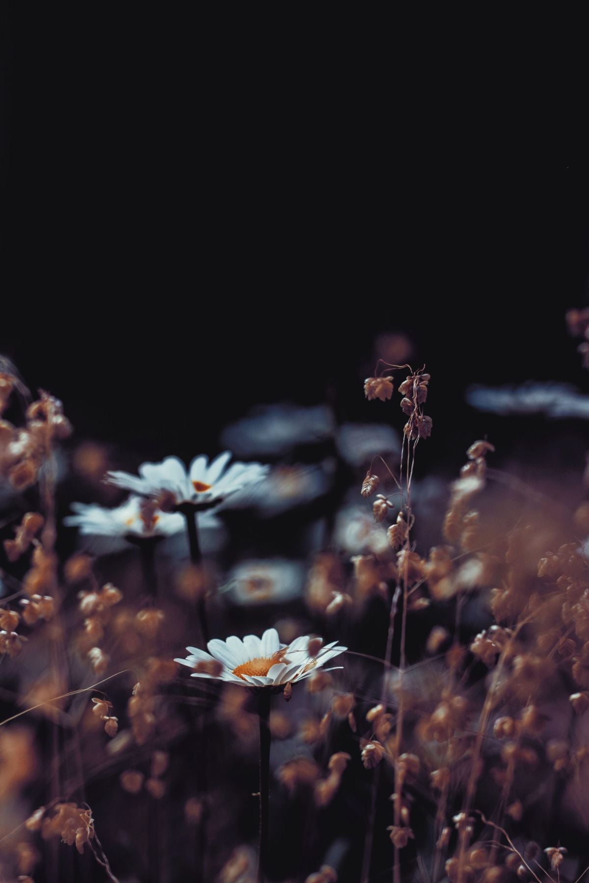 Common English Daisy