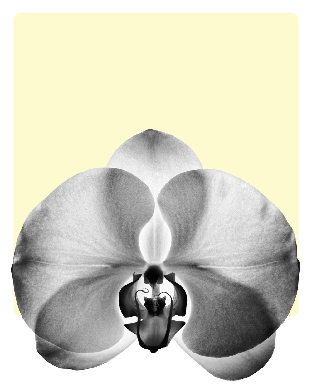 Monochrome Orchid