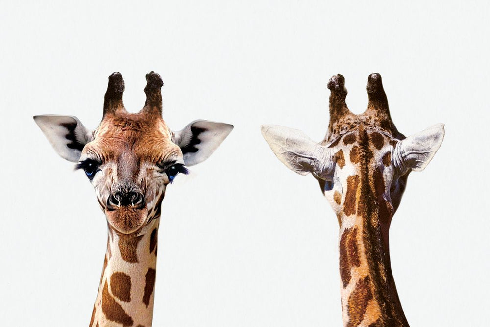 Giraffe Front And Back Portrait