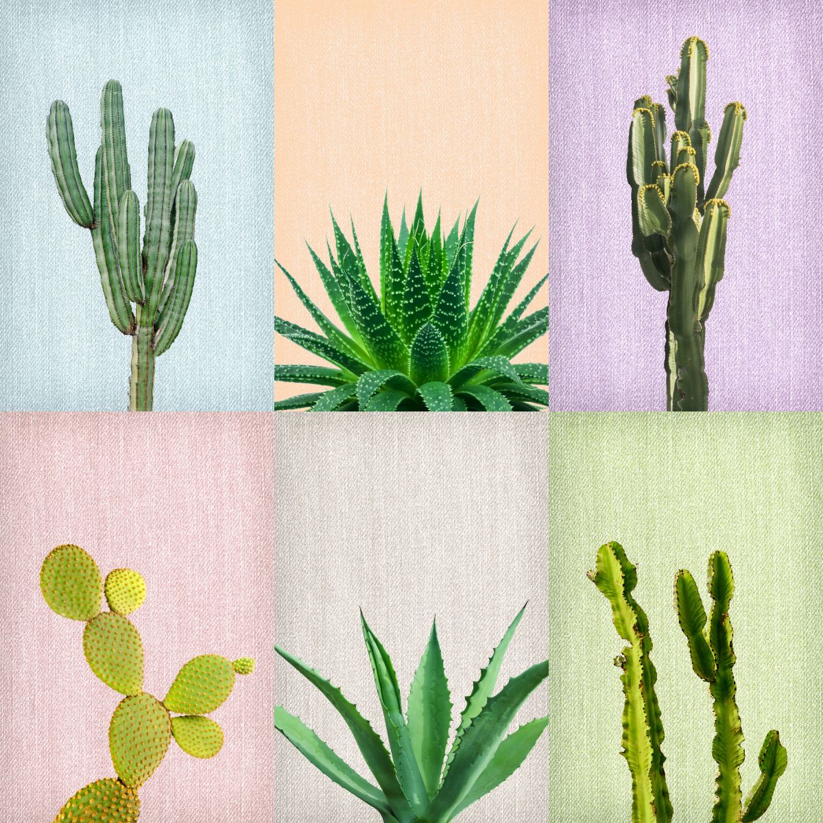 Cactus Variety