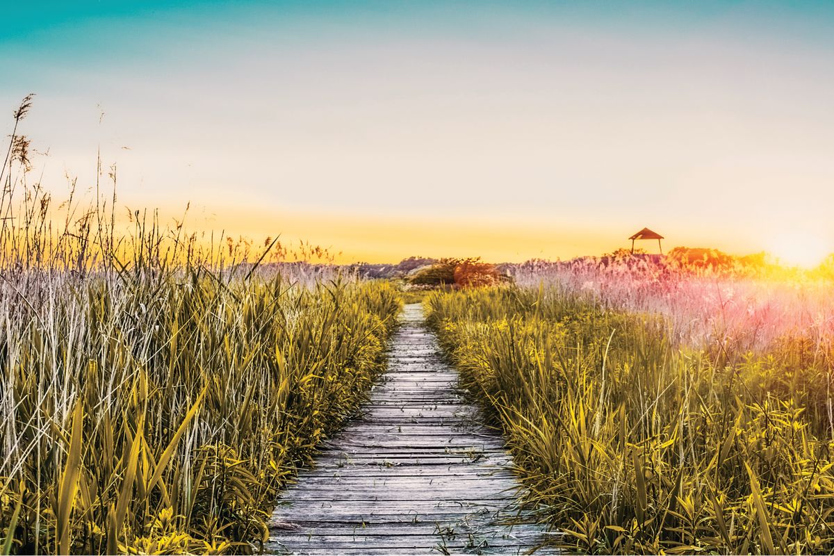 Grassy Beach Walkway