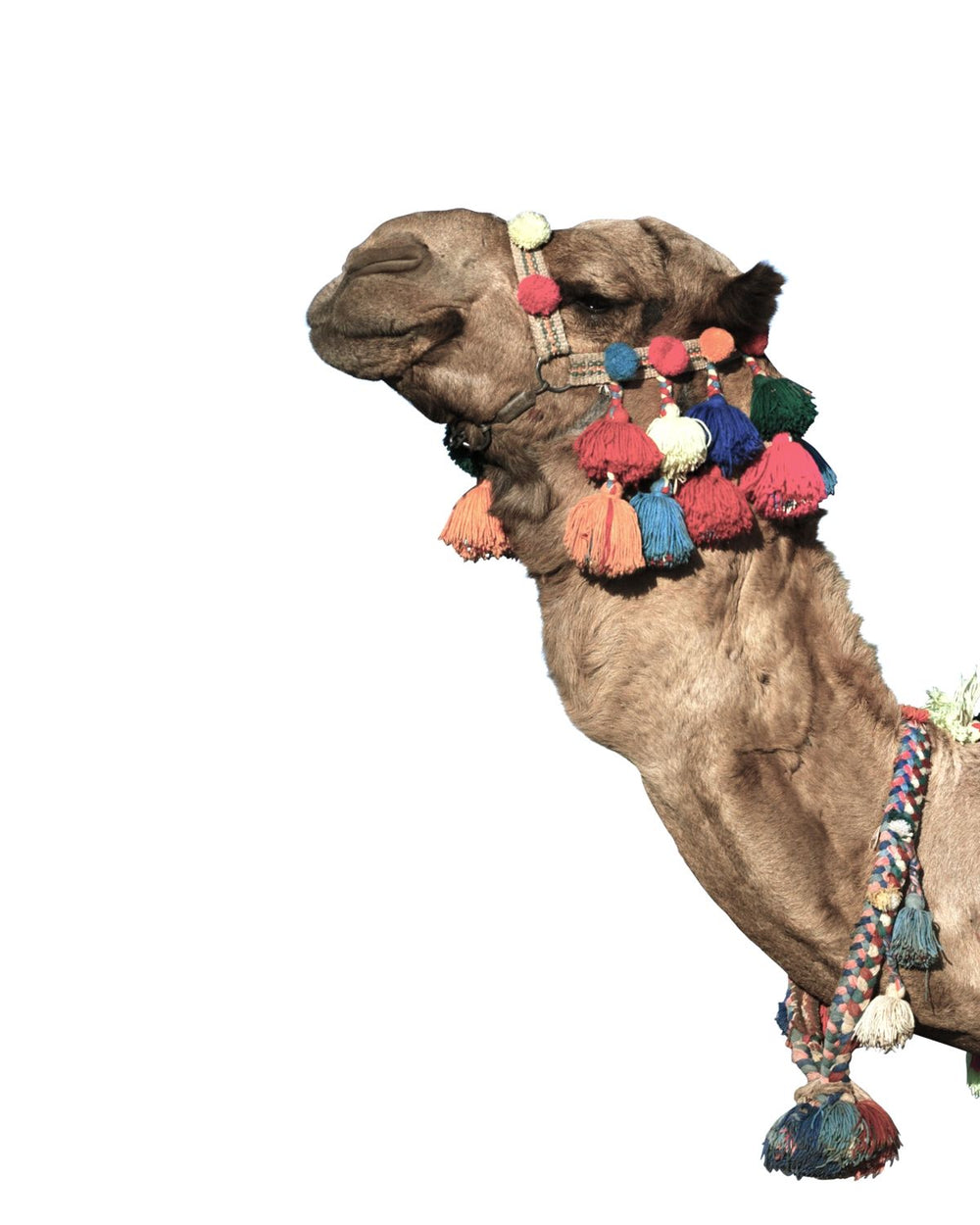 Fashionable Camel