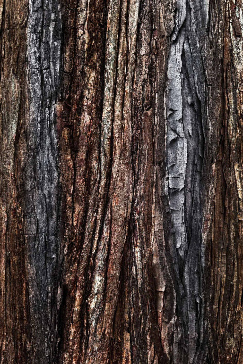 Tree Bark