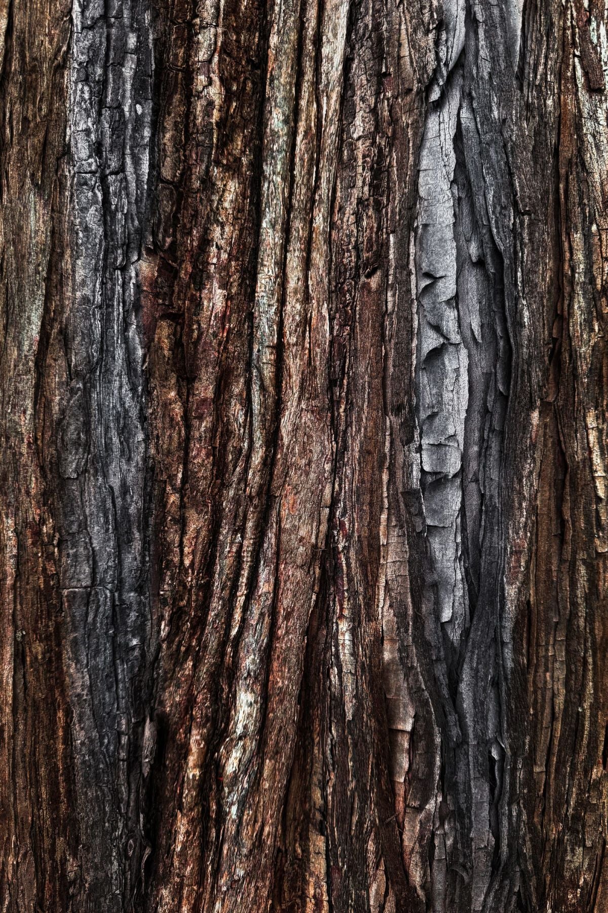 Tree Bark