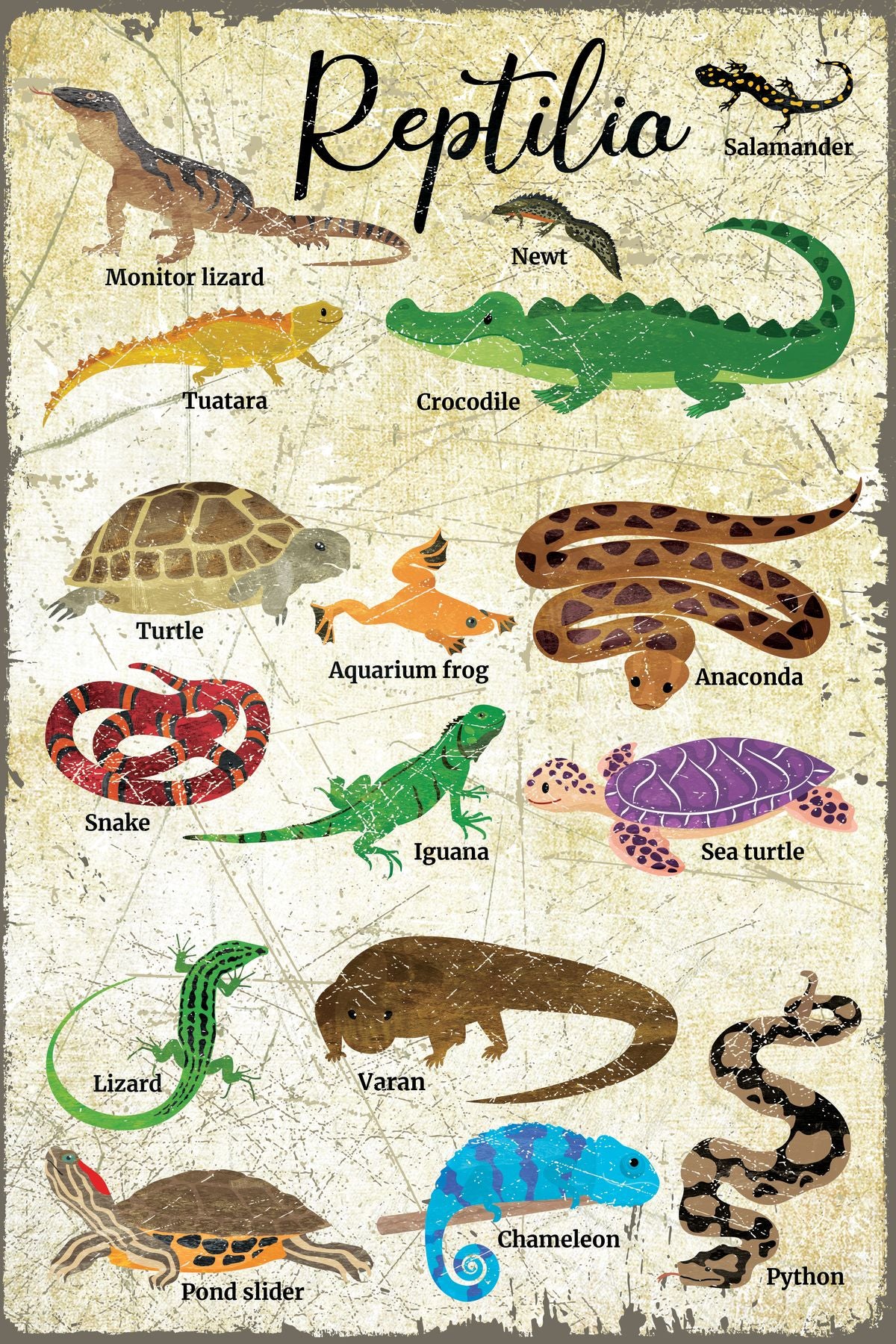 Reptile Species Chart Pineapple Licensing
