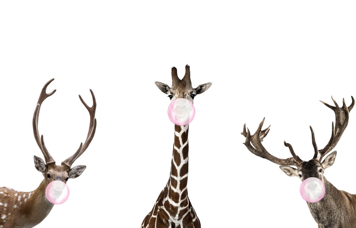 Funny Giraffe And Deer