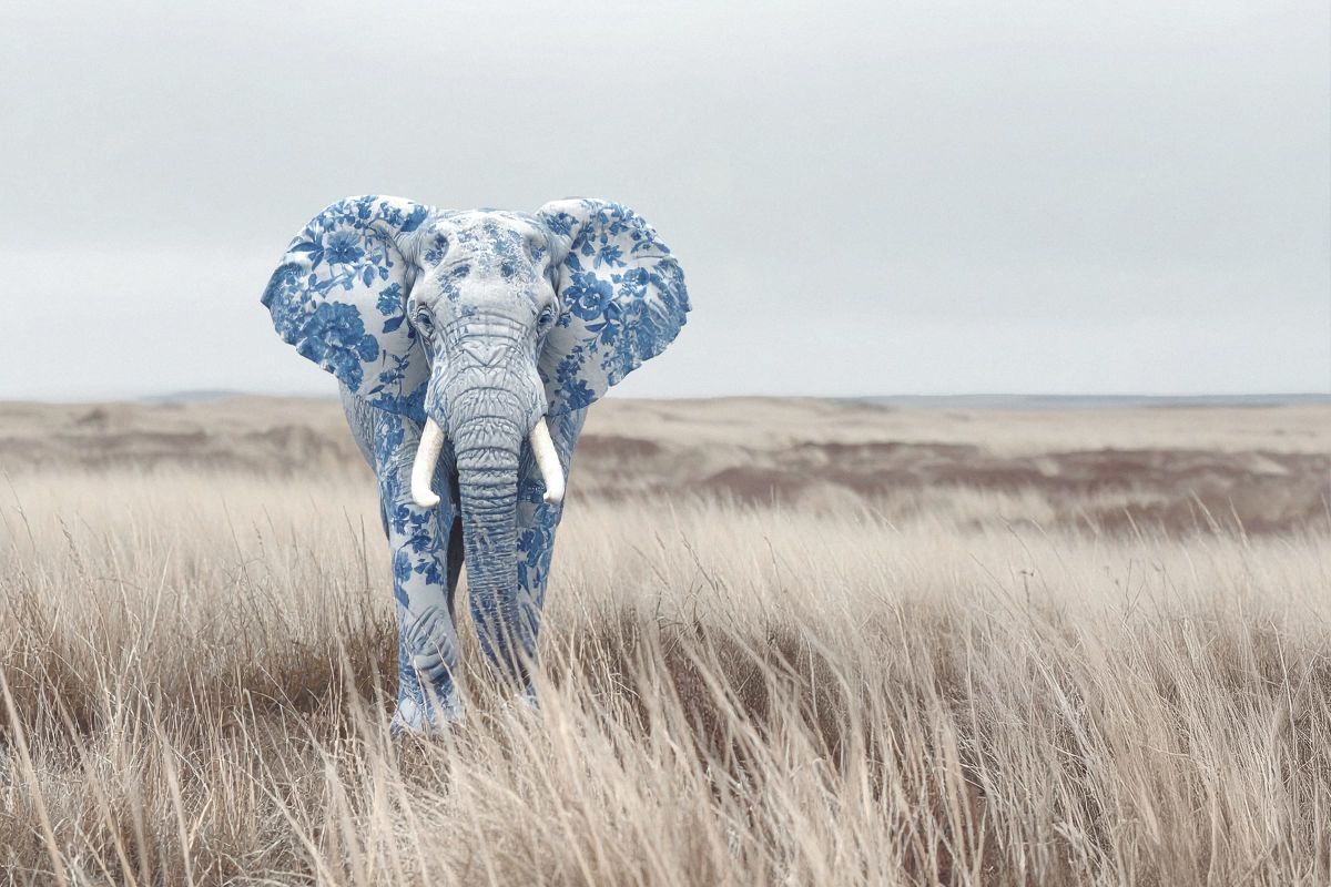 Calm Elephant In A Field
