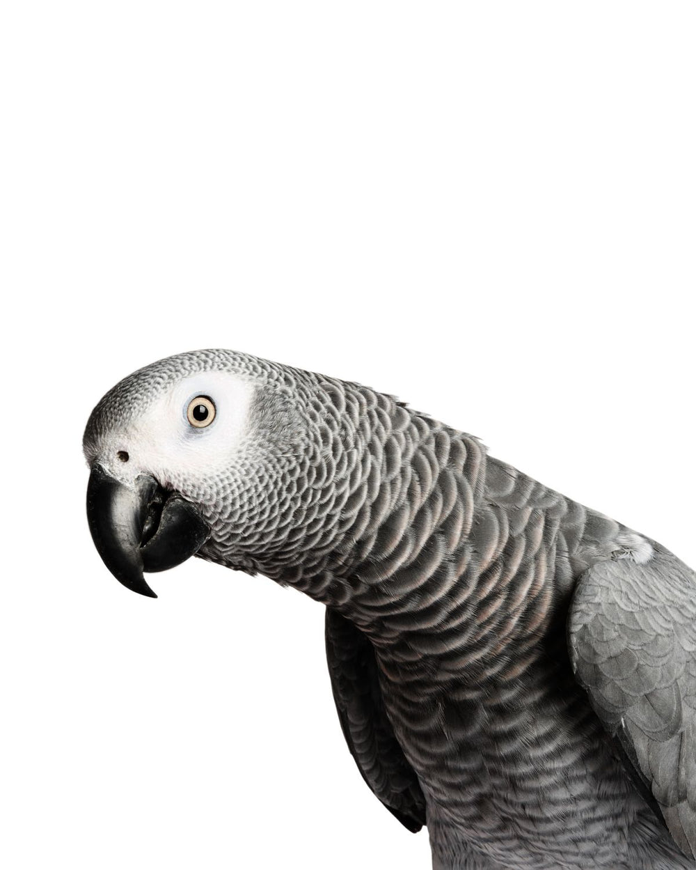 Parrot Stare