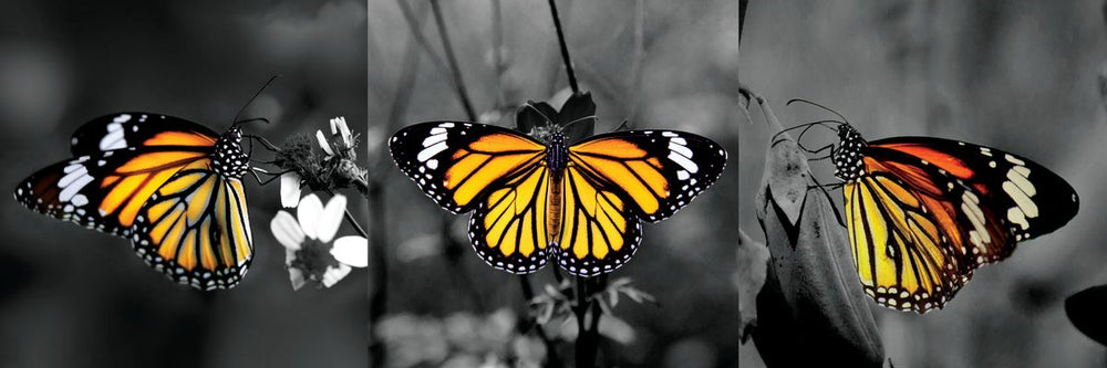 Monarch Butterflies Pop
