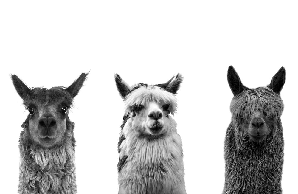 Trio Alpaca